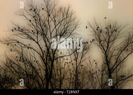 Der trockene Bäume voll von kleinen Vögeln. Silhouette Foto. Stockfoto