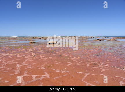 Ebbe in Long Reef Vorgewende (Sydney, Australien). Tide Pools auf dem Tasmanischen Meer bei Ebbe am nördlichen Strände von Sydney. Stockfoto