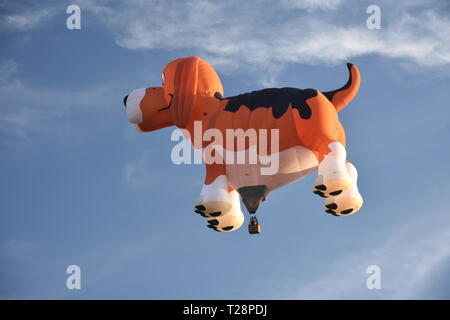 Canberra, Australien - 10. März 2019. Hund geformte Heißluftballon in der Luft über Black Mountain und Telstra Tower fliegen, als Teil des Ballons Spec Stockfoto