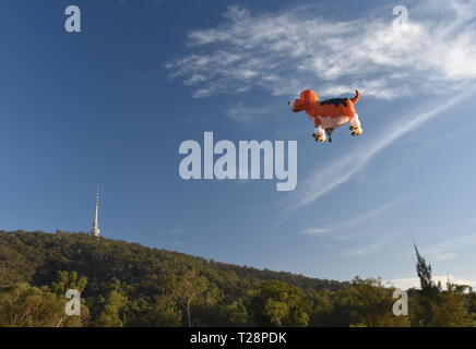 Canberra, Australien - 10. März 2019. Hund geformte Heißluftballon in der Luft über Black Mountain und Telstra Tower fliegen, als Teil des Ballons Spec Stockfoto