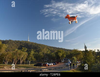 Canberra, Australien - 10. März 2019. Hund geformte Heißluftballon in der Luft über Black Mountain und Telstra Tower fliegen, als Teil des Ballons Spec Stockfoto