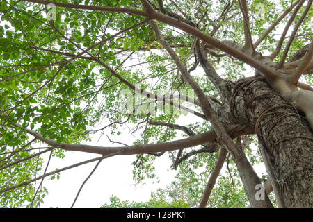 Nahaufnahme des alten und grossen Baum, von unten in die Baumkrone mit grünen Blättern und weißen Himmel. Stockfoto