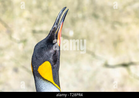 Nahaufnahme, Porträt von König Penguin heben den Kopf oben mit offenen Schnabel. Große und farbenfrohe flugunfähigen Vogel. Natürliche verschwommenen Hintergrund. Platz kopieren. Gnade. Stockfoto