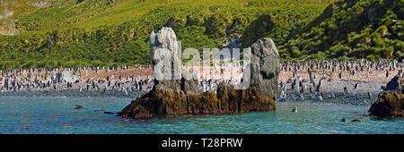 Magellan-pinguine (Spheniscus Magellanicus), Kolonie am Strand von Aas Island, Falkland Inseln, Großbritannien Stockfoto