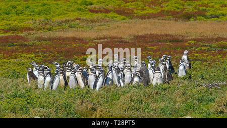 Magellan-pinguine (Spheniscus Magellanicus), Kolonie an Grünland, Korpus Island, Falkland Inseln, Großbritannien Stockfoto