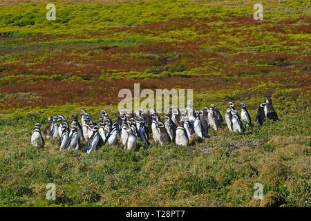 Magellan-pinguine (Spheniscus Magellanicus), Kolonie an Grünland, Korpus Island, Falkland Inseln, Großbritannien Stockfoto