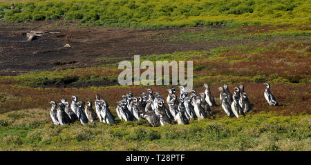 Magellan-pinguine (Spheniscus Magellanicus), Kolonie an Grünland, Korpus Island, Falkland Inseln, Großbritannien Stockfoto