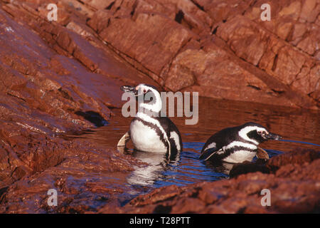 Magellan-pinguine (Spheniscus Magellanicus), Paar in Wasser, Puerto Deseado, Patagonien, Argentinien Stockfoto