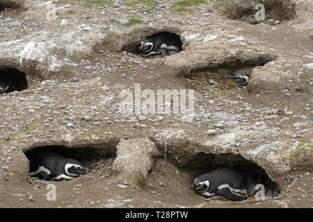 Magellan-pinguine (Spheniscus Magellanicus), die Tierzucht in Erdlöchern, Puerto Deseado, Patagonien, Argentinien Stockfoto