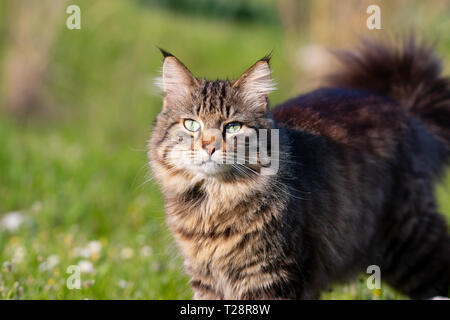 Langhaar Katze auf Gras. Geeignet für Tier, Tier- und Pflanzenwelt Themen Stockfoto