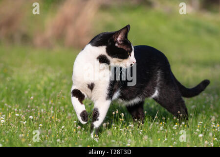 Nach Hauskatze wandern in Gras. Geeignet für Tier, Tier- und Pflanzenwelt Themen Stockfoto