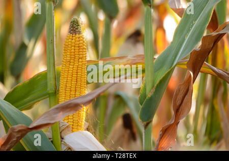 Hintergrundbeleuchtung reif Mais Mais auf Stiele im Feld zur Ernte bereit Stockfoto