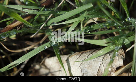 Morgentau Tropfen auf helle grüne Gras vor der unscharf - Morgen - Makro - Frühling - Hintergrund - Feld - Natur - Wassertropfen auf Gras Stockfoto