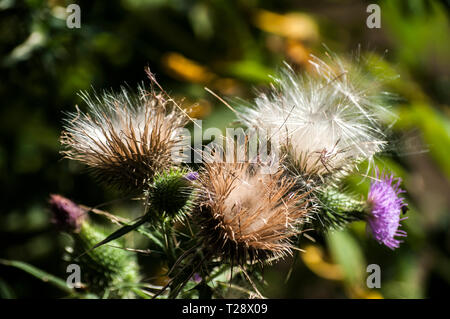 Eine schöne Farbe der blühenden Kopf Esel Thistle closeup als natürliche floral background Stockfoto