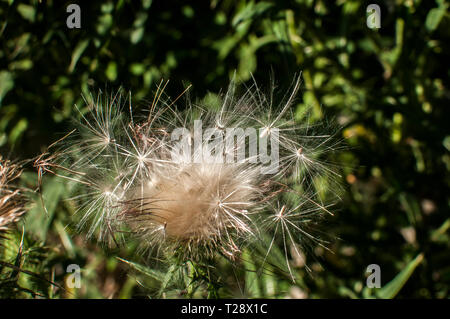 Eine schöne Farbe der blühenden Kopf Esel Thistle closeup als natürliche floral background Stockfoto