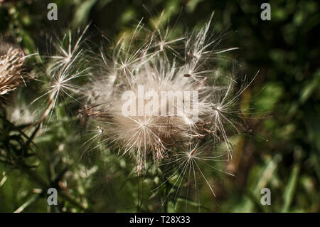 Eine schöne Farbe der blühenden Kopf Esel Thistle closeup als natürliche floral background Stockfoto