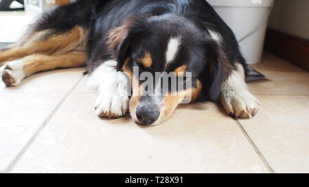 Australische Sherpard Welpe Hund schlafen Stockfoto