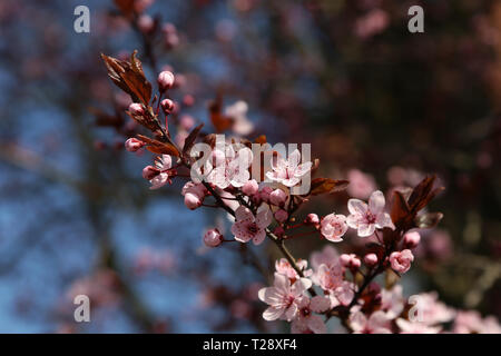 In der Nähe von blühenden Kirschbaum im Garten Stockfoto