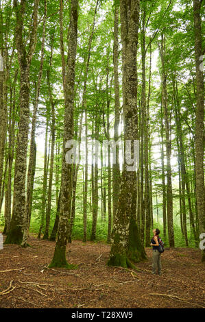 Junge Wanderer Frau Suchen bis zu den Baumkronen der Buche (Fagus sylvatica) tree forest bei SL-NA 54C Los Paraisos-Erlan Trail (Wald von Irati, Navarra, Spanien) Stockfoto