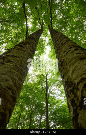 Ansicht von unten auf die Stämme und Baumkronen der Buche (Fagus sylvatica) tree forest bei SL-NA 54C Trail (Wald von Irati, Orbaiceta, Navarra, Spanien) Stockfoto