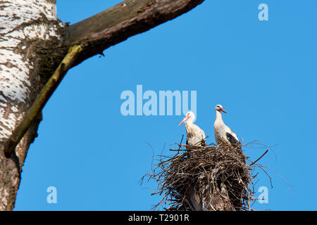 Stork's Nest auf einem Ast eines hohen Baumes mit zwei Störche. Blauer Himmel an einem klaren Tag. Stockfoto