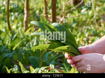 Eine junge Frau hält in ihrer Hand ein Bündel von Blätter Bärlauch. Auf der Wiese mit grünen verschwommenen Hintergrund. Stockfoto