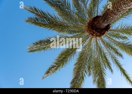 Blauer Himmel und Palmen von Unten, Sommer Hintergrund Stockfoto