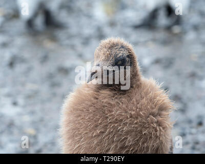 Königspinguin Küken in frühen Stadien der Mauser Stockfoto