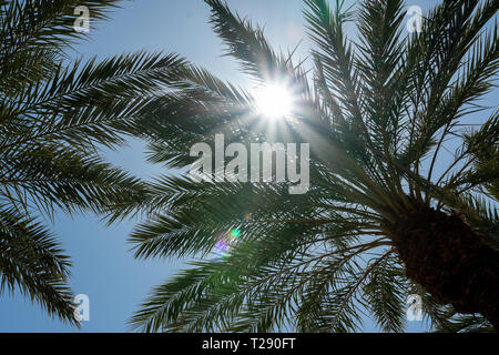 Blauer Himmel und Palmen von Unten, Sommer Hintergrund Stockfoto