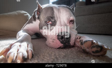 Ein erschöpfter Hund splays auf dem Boden Stockfoto