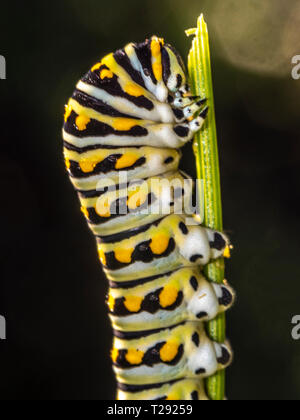 Monarch butterfly oder einfach Monarch Danaus plexippus milkweed Butterfly ist die Familie der Nymphalidae. Stockfoto