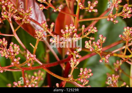 Photinia x fraseri 'Red Robin' Hedge Stockfoto