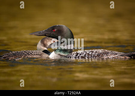 Erwachsenen und Jugendlichen common Loon ruhen auf der Oberfläche eines Sees Stockfoto