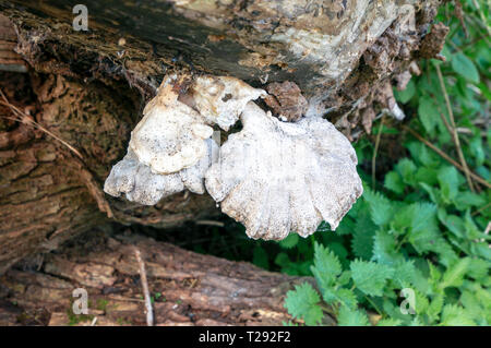 Schimmelbildung auf verrottenden Baum Stockfoto