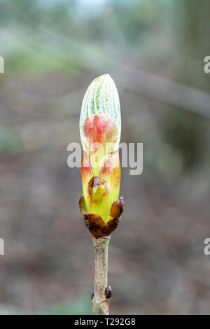 Rosskastanie Aesculus hippocastanum Bud Stockfoto