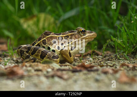 Leopard frog genießen Sie den Spätsommer Sonne. Verhungert Rock State Park, Illinois. Stockfoto