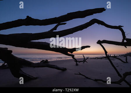 Der Beginn der Sunrise ist hinter der Silhouette der Filialen von einem riesigen gefallene Eiche auf Der Driftwood Beach von Big Talbot Island, Florida gesehen Stockfoto