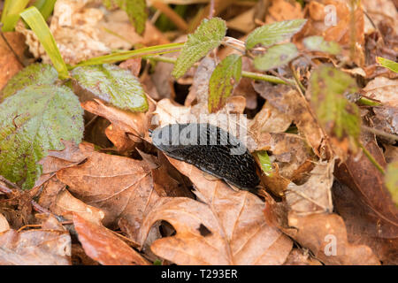 Asturien, Spanien. Ein land Slug über einen Satz von Blättern im Naturschutzgebiet Muniellos Stockfoto