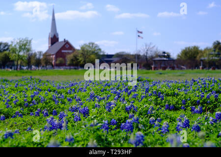 Texas Hill Country bluebonnets Blüte im Frühling. USA Stockfoto