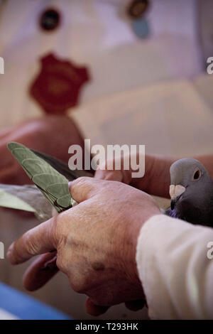 Ein Richter die Inspektion einer der Teilnehmer an der jährlichen Royal Pigeon Racing Association Show des Jahres auf der Winter Gardens, Blackpool. Die Zweitägigen show jedes Jahr in Blackpool statt und zieht 4000 Einträge von taubenzüchter aus der ganzen Welt. Die zweitägige Veranstaltung zog 20.000 Konkurrenten und Zuschauer. Stockfoto