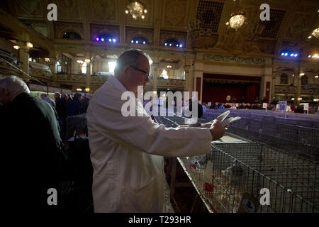 Ein Richter die Inspektion einer der Teilnehmer an der jährlichen Royal Pigeon Racing Association Show des Jahres auf der Winter Gardens, Blackpool. Die Zweitägigen show jedes Jahr in Blackpool statt und zieht 4000 Einträge von taubenzüchter aus der ganzen Welt. Die zweitägige Veranstaltung zog 20.000 Konkurrenten und Zuschauer. Stockfoto