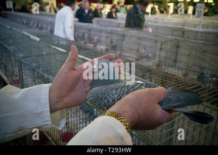 Ein Richter die Inspektion einer der Teilnehmer an der jährlichen Royal Pigeon Racing Association Show des Jahres auf der Winter Gardens, Blackpool. Die Zweitägigen show jedes Jahr in Blackpool statt und zieht 4000 Einträge von taubenzüchter aus der ganzen Welt. Die zweitägige Veranstaltung zog 20.000 Konkurrenten und Zuschauer. Stockfoto