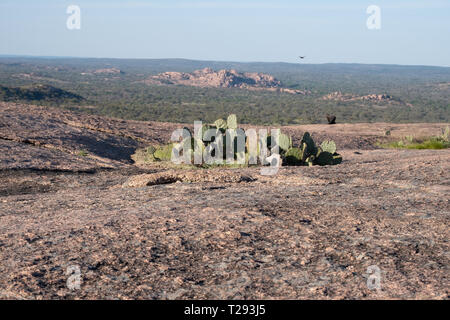 Ein Cluster von Texas Feigenkakteen Klammern auf der Oberseite von Enchanted Rock in der Nähe von Llano, Texas. USA. Stockfoto