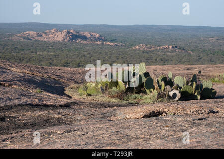 Ein Cluster von Texas Feigenkakteen Klammern auf der Oberseite von Enchanted Rock in der Nähe von Llano, Texas. USA. Stockfoto