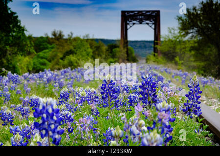 Bluebonnets bloom entlang verlassenen Bahngleisen im Texas Hill Country zwischen Austin und San Antonio. USA. Stockfoto