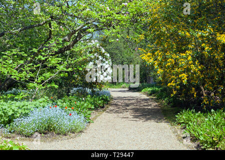 Ruhigen Fußweg im Frühling Garten mit weiß blühenden Rhododendron, blau forget me Nots, in einem englischen Country Park, auf einem sonnigen Tag. Stockfoto