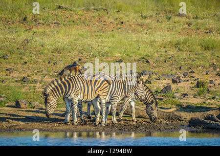 Authentische True South African Safari Erfahrung in buschfeld in einem Naturschutzgebiet Stockfoto