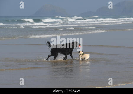 Perranporth, Cornwall, UK. 31. März 2019. UK Wetter. Es war heiß und sonnig, für den ersten Tag des britischen Sommer am Strand von Perranporth, mit Pferd, Reiter, Wanderer und Familien bei, das heiße Wetter am Muttertag. Foto: Simon Maycock/Alamy leben Nachrichten Stockfoto