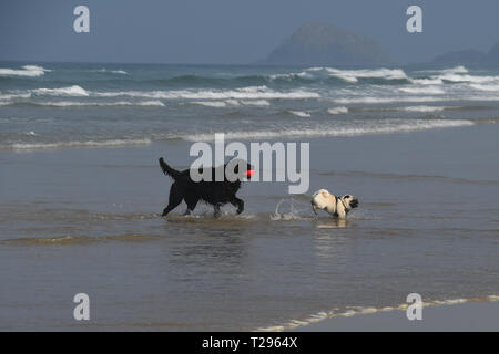 Perranporth, Cornwall, UK. 31. März 2019. UK Wetter. Es war heiß und sonnig, für den ersten Tag des britischen Sommer am Strand von Perranporth, mit Pferd, Reiter, Wanderer und Familien bei, das heiße Wetter am Muttertag. Foto: Simon Maycock/Alamy leben Nachrichten Stockfoto