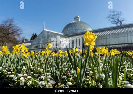 Schottland, Großbritannien. 31. März 2019. Am ersten Tag der Britische Sommerzeit scheint die Sonne am Glasgow Botanic Gardens Credit: Rich Dyson/Alamy leben Nachrichten Stockfoto